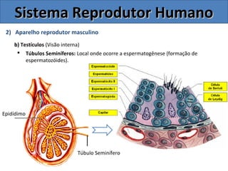 2) Aparelho reprodutor masculino
b) Testículos (Visão interna)
 Túbulos Seminíferos: Local onde ocorre a espermatogênese (formação de
espermatozóides).
Sistema Reprodutor HumanoSistema Reprodutor Humano
Epidídimo
Túbulo Seminífero
 
