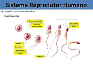 Sistema Reprodutor HumanoSistema Reprodutor Humano
2) Aparelho reprodutor masculino
Espermiogênse
 