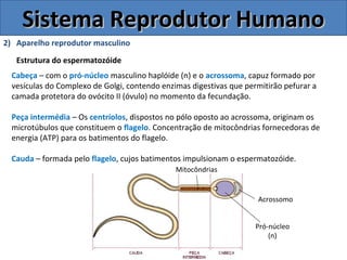 Sistema Reprodutor HumanoSistema Reprodutor Humano
2) Aparelho reprodutor masculino
Estrutura do espermatozóide
Cabeça – com o pró-núcleo masculino haplóide (n) e o acrossoma, capuz formado por
vesículas do Complexo de Golgi, contendo enzimas digestivas que permitirão pefurar a
camada protetora do ovócito II (óvulo) no momento da fecundação.
Peça intermédia – Os centríolos, dispostos no pólo oposto ao acrossoma, originam os
microtúbulos que constituem o flagelo. Concentração de mitocôndrias fornecedoras de
energia (ATP) para os batimentos do flagelo.
Cauda – formada pelo flagelo, cujos batimentos impulsionam o espermatozóide.
Acrossomo
Pró-núcleo
(n)
Mitocôndrias
 