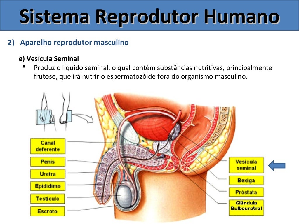 Sistema Reprodutor Masculino e Feminino