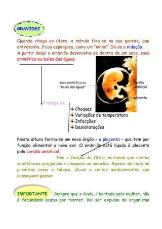 GRAVIDEZ
Quando chega ao útero, a mórula fixa-se na sua parede, que
entretanto, ficou esponjosa, como um “ninho”. Dá-se a nidação.
A partir daqui o embrião desenvolve-se dentro de um saco, saco
amniótico ou bolsa das águas.
saco amniótico ou cordão
“bolsa das águas” umbilical
placenta
Protege de
Choques
Variações de temperatura
Infecções
Desidratações
Nesta altura forma-se um novo órgão – a placenta – que tem por
função alimentar o novo ser. O embrião está ligado à placenta
pelo cordão umbilical.
Tem a função de filtro, evitando que certas
substâncias prejudiciais cheguem ao embrião. Apesar de tudo há
produtos como o tabaco, álcool e certos medicamentos que
conseguem passar.
IMPORTANTE Sempre que o óvulo, libertado pela mulher, não
é fecundado acaba por morrer. Vai ser expulso do organismo
 
