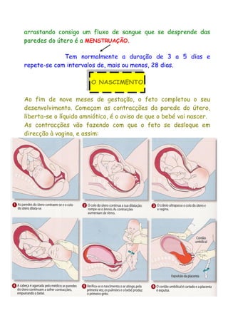 arrastando consigo um fluxo de sangue que se desprende das
paredes do útero é a MENSTRUAÇÃO.
Tem normalmente a duração de 3 a 5 dias e
repete-se com intervalos de, mais ou menos, 28 dias.
O NASCIMENTO
Ao fim de nove meses de gestação, o feto completou o seu
desenvolvimento. Começam as contracções da parede do útero,
liberta-se o líquido amniótico, é o aviso de que o bebé vai nascer.
As contracções vão fazendo com que o feto se desloque em
direcção à vagina, e assim:
 