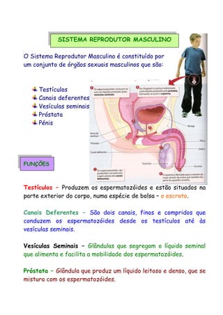 SISTEMA REPRODUTOR MASCULINO
O Sistema Reprodutor Masculino é constituído por
um conjunto de órgãos sexuais masculinos que são:
Testículos
Canais deferentes
Vesículas seminais
Próstata
Pénis
FUNÇÕES
Testículos – Produzem os espermatozóides e estão situados na
parte exterior do corpo, numa espécie de bolsa – o escroto.
Canais Deferentes – São dois canais, finos e compridos que
conduzem os espermatozóides desde os testículos até às
vesículas seminais.
Vesículas Seminais – Glândulas que segregam o líquido seminal
que alimenta e facilita a mobilidade dos espermatozóides.
Próstata – Glândula que produz um líquido leitoso e denso, que se
mistura com os espermatozóides.
 