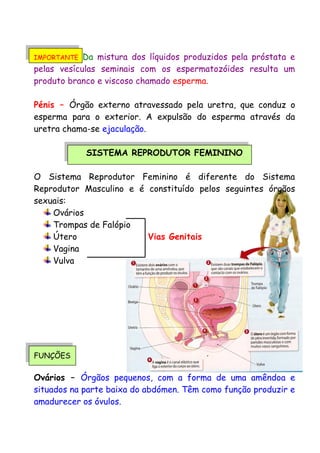 IMPORTANTE Da mistura dos líquidos produzidos pela próstata e
pelas vesículas seminais com os espermatozóides resulta um
produto branco e viscoso chamado esperma.
Pénis – Órgão externo atravessado pela uretra, que conduz o
esperma para o exterior. A expulsão do esperma através da
uretra chama-se ejaculação.
SISTEMA REPRODUTOR FEMININO
O Sistema Reprodutor Feminino é diferente do Sistema
Reprodutor Masculino e é constituído pelos seguintes órgãos
sexuais:
Ovários
Trompas de Falópio
Útero Vias Genitais
Vagina
Vulva
FUNÇÕES
Ovários – Órgãos pequenos, com a forma de uma amêndoa e
situados na parte baixa do abdómen. Têm como função produzir e
amadurecer os óvulos.
 