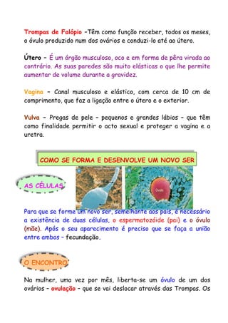 Trompas de Falópio –Têm como função receber, todos os meses,
o óvulo produzido num dos ovários e conduzi-lo até ao útero.
Útero – É um órgão musculoso, oco e em forma de pêra virada ao
contrário. As suas paredes são muito elásticas o que lhe permite
aumentar de volume durante a gravidez.
Vagina – Canal musculoso e elástico, com cerca de 10 cm de
comprimento, que faz a ligação entre o útero e o exterior.
Vulva – Pregas de pele – pequenos e grandes lábios – que têm
como finalidade permitir o acto sexual e proteger a vagina e a
uretra.
COMO SE FORMA E DESENVOLVE UM NOVO SER
AS CÉLULAS
Para que se forme um novo ser, semelhante aos pais, é necessário
a existência de duas células, o espermatozóide (pai) e o óvulo
(mãe). Após o seu aparecimento é preciso que se faça a união
entre ambos – fecundação.
O ENCONTRO
Na mulher, uma vez por mês, liberta-se um óvulo de um dos
ovários – ovulação – que se vai deslocar através das Trompas. Os
 