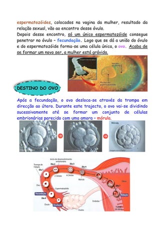 espermatozóides, colocados na vagina da mulher, resultado da
relação sexual, vão ao encontro desse óvulo.
Depois desse encontro, só um único espermatozóide consegue
penetrar no óvulo – fecundação. Logo que se dá a união do óvulo
e do espermatozóide forma-se uma célula única, o ovo. Acaba de
se formar um novo ser, a mulher está grávida.
DESTINO DO OVO
Após a fecundação, o ovo desloca-se através da trompa em
direcção ao útero. Durante este trajecto, o ovo vai-se dividindo
sucessivamente até se formar um conjunto de células
embrionárias parecido com uma amora – mórula.
 