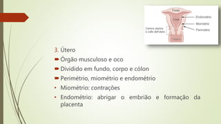 3. Útero
Órgão musculoso e oco
Dividido em fundo, corpo e cólon
Perimétrio, miométrio e endométrio
• Miométrio: contrações
• Endométrio: abrigar o embrião e formação da
placenta
 