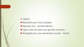 4. Vagina
Recoberta por muco (acidez)
Músculo liso – parede elástica
Liga o colo do útero aos genitais externos
Protegida por uma membrana circular - hímen
 