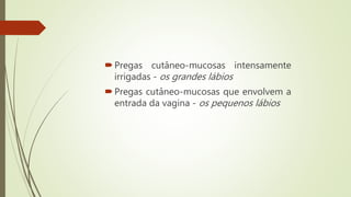 Pregas cutâneo-mucosas intensamente
irrigadas - os grandes lábios
Pregas cutâneo-mucosas que envolvem a
entrada da vagina - os pequenos lábios
 