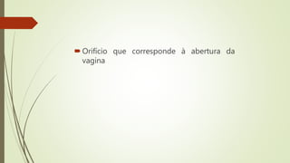 Orifício que corresponde à abertura da
vagina
 