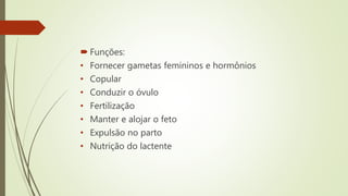  Funções:
• Fornecer gametas femininos e hormônios
• Copular
• Conduzir o óvulo
• Fertilização
• Manter e alojar o feto
• Expulsão no parto
• Nutrição do lactente
 