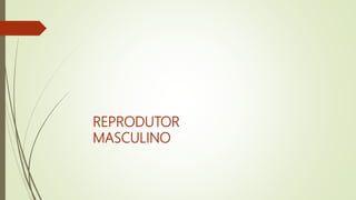 REPRODUTOR
MASCULINO
 