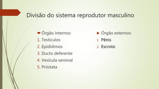 Divisão do sistema reprodutor masculino
Órgão internos:
1. Testículos
2. Epidídimos
3. Ducto deferente
4. Vesícula seminal
5. Próstata
 Órgão externos:
1. Pênis
2. Escroto
 