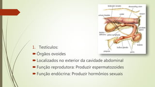 1. Testículos:
Órgãos ovoides
Localizados no exterior da cavidade abdominal
Função reprodutora: Produzir espermatozoides
Função endócrina: Produzir hormônios sexuais
 