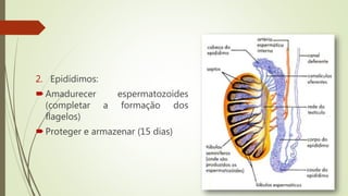2. Epidídimos:
Amadurecer espermatozoides
(completar a formação dos
flagelos)
Proteger e armazenar (15 dias)
 