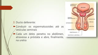3. Ducto deferente:
Conduzir os espermatozoides até as
vesículas seminais
Cada um deles penetra no abdômen,
atravessa a próstata e abre, finalmente,
na uretra
 