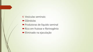 4. Vesículas seminais:
Glândulas
Produtoras de líquido seminal
Rico em frutose e fibrinogênio
Eliminado na ejaculação
 