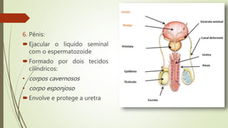6. Pênis:
Ejacular o liquido seminal
com o espermatozoide
Formado por dois tecidos
cilíndricos:
• corpos cavernosos
• corpo esponjoso
Envolve e protege a uretra
 