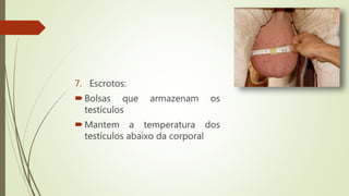 7. Escrotos:
Bolsas que armazenam os
testículos
Mantem a temperatura dos
testículos abaixo da corporal
 
