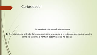 Curiosidade!
R: Os músculos na entrada da bexiga contraem-se durante a ereção para que nenhuma urina
entre no esperma e nenhum esperma entre na bexiga.
Porque razão não existe misturade urinacomesperma?
 