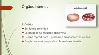 Órgãos internos
1. Ovários:
Em forma amêndoa
Localizados na cavidade abdominal
Função reprodutora – produzir e amadurecer os óvulos
Função endócrina – produzir hormônios sexuais
 