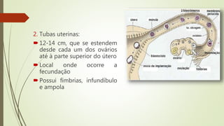2. Tubas uterinas:
12-14 cm, que se estendem
desde cada um dos ovários
até à parte superior do útero
Local onde ocorre a
fecundação
Possui fímbrias, infundíbulo
e ampola
 
