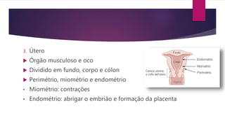 3. Útero
 Órgão musculoso e oco
 Dividido em fundo, corpo e cólon
 Perimétrio, miométrio e endométrio
• Miométrio: contrações
• Endométrio: abrigar o embrião e formação da placenta
 