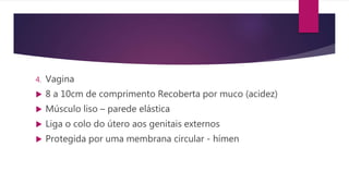 4. Vagina
 8 a 10cm de comprimento Recoberta por muco (acidez)
 Músculo liso – parede elástica
 Liga o colo do útero aos genitais externos
 Protegida por uma membrana circular - hímen
 