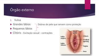 1. Vulva
 Grandes lábios Dobras de pele que servem como proteção
 Pequenos lábios
 Clitóris - Excitação sexual - contrações
Órgão externo
 