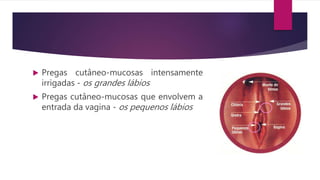  Pregas cutâneo-mucosas intensamente
irrigadas - os grandes lábios
 Pregas cutâneo-mucosas que envolvem a
entrada da vagina - os pequenos lábios
 