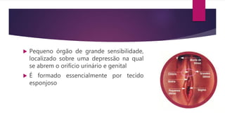  Pequeno órgão de grande sensibilidade,
localizado sobre uma depressão na qual
se abrem o orifício urinário e genital
 É formado essencialmente por tecido
esponjoso
 