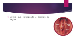  Orifício que corresponde à abertura da
vagina
 