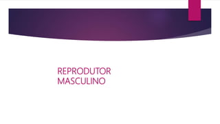 REPRODUTOR
MASCULINO
 