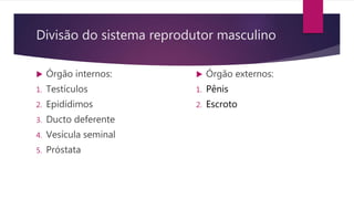 Divisão do sistema reprodutor masculino
 Órgão internos:
1. Testículos
2. Epidídimos
3. Ducto deferente
4. Vesícula seminal
5. Próstata
 Órgão externos:
1. Pênis
2. Escroto
 