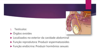 1. Testículos:
 Órgãos ovoides
 Localizados no exterior da cavidade abdominal
 Função reprodutora: Produzir espermatozoides
 Função endócrina: Produzir hormônios sexuais
 