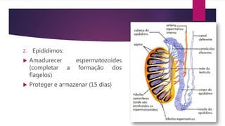 2. Epidídimos:
 Amadurecer espermatozoides
(completar a formação dos
flagelos)
 Proteger e armazenar (15 dias)
 