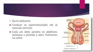 3. Ducto deferente:
 Conduzir os espermatozoides até as
vesículas seminais
 Cada um deles penetra no abdômen,
atravessa a próstata e abre, finalmente,
na uretra
 
