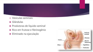 4. Vesículas seminais:
 Glândulas
 Produtoras de líquido seminal
 Rico em frutose e fibrinogênio
 Eliminado na ejaculação
 