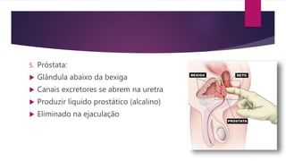 5. Próstata:
 Glândula abaixo da bexiga
 Canais excretores se abrem na uretra
 Produzir líquido prostático (alcalino)
 Eliminado na ejaculação
 