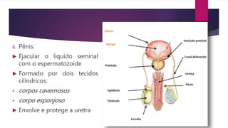6. Pênis:
 Ejacular o liquido seminal
com o espermatozoide
 Formado por dois tecidos
cilíndricos:
• corpos cavernosos
• corpo esponjoso
 Envolve e protege a uretra
 