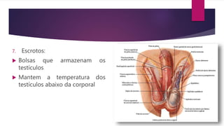 7. Escrotos:
 Bolsas que armazenam os
testículos
 Mantem a temperatura dos
testículos abaixo da corporal
 