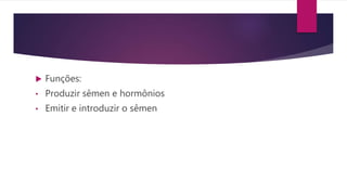  Funções:
• Produzir sêmen e hormônios
• Emitir e introduzir o sêmen
 