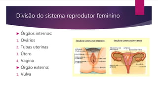  Órgãos internos:
1. Ovários
2. Tubas uterinas
3. Útero
4. Vagina
 Órgão externo:
1. Vulva
Divisão do sistema reprodutor feminino
 