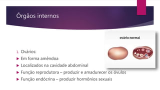 Órgãos internos
1. Ovários:
 Em forma amêndoa
 Localizados na cavidade abdominal
 Função reprodutora – produzir e amadurecer os óvulos
 Função endócrina – produzir hormônios sexuais
 