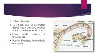 2. Tubas uterinas:
 12-14 cm, que se estendem
desde cada um dos ovários
até à parte superior do útero
 Local onde ocorre a
fecundação
 Possui fímbrias, infundíbulo
e ampola
 