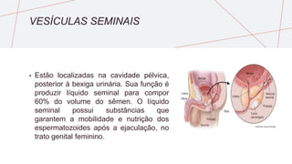 VESÍCULAS SEMINAIS
• Estão localizadas na cavidade pélvica,
posterior à bexiga urinária. Sua função é
produzir líquido seminal para compor
60% do volume do sêmen. O líquido
seminal possui substâncias que
garantem a mobilidade e nutrição dos
espermatozoides após a ejaculação, no
trato genital feminino.
 