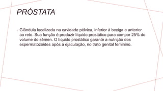 PRÓSTATA
• Glândula localizada na cavidade pélvica, inferior à bexiga e anterior
ao reto. Sua função é produzir líquido prostático para compor 25% do
volume do sêmen. O líquido prostático garante a nutrição dos
espermatozoides após a ejaculação, no trato genital feminino.
 