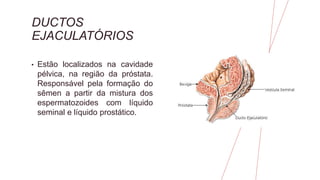 DUCTOS
EJACULATÓRIOS
• Estão localizados na cavidade
pélvica, na região da próstata.
Responsável pela formação do
sêmen a partir da mistura dos
espermatozoides com líquido
seminal e líquido prostático.
 