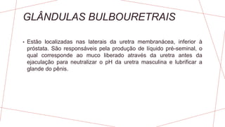 GLÂNDULAS BULBOURETRAIS
• Estão localizadas nas laterais da uretra membranácea, inferior à
próstata. São responsáveis pela produção de líquido pré-seminal, o
qual corresponde ao muco liberado através da uretra antes da
ejaculação para neutralizar o pH da uretra masculina e lubrificar a
glande do pênis.
 