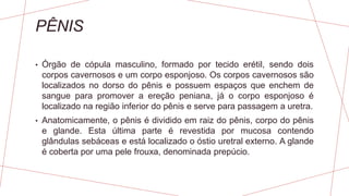 PÊNIS
• Órgão de cópula masculino, formado por tecido erétil, sendo dois
corpos cavernosos e um corpo esponjoso. Os corpos cavernosos são
localizados no dorso do pênis e possuem espaços que enchem de
sangue para promover a ereção peniana, já o corpo esponjoso é
localizado na região inferior do pênis e serve para passagem a uretra.
• Anatomicamente, o pênis é dividido em raiz do pênis, corpo do pênis
e glande. Esta última parte é revestida por mucosa contendo
glândulas sebáceas e está localizado o óstio uretral externo. A glande
é coberta por uma pele frouxa, denominada prepúcio.
 